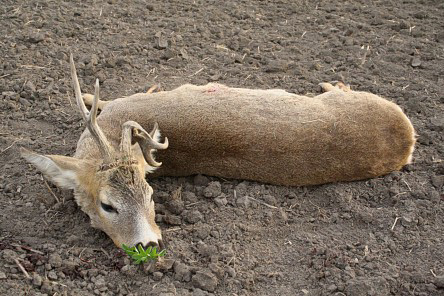 őzbak vadászat, Cigánd, vadásztörténet